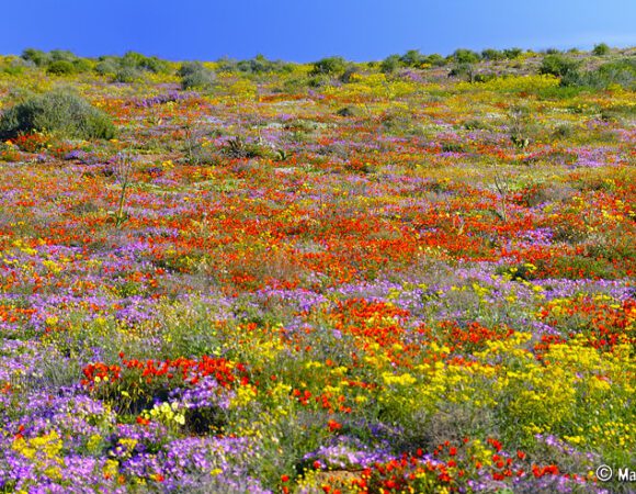 TOERBROERS BLOMMETOER 2026