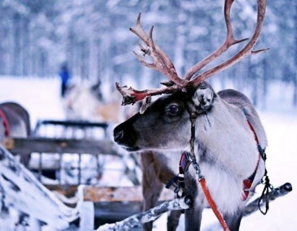 Toerbroers Finse Lapland Noordelike Ligte toer 2026