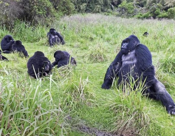 Rwanda Gorillas saam met Toerbroers