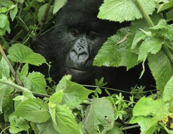 Rwanda Gorillas saam met Toerbroers