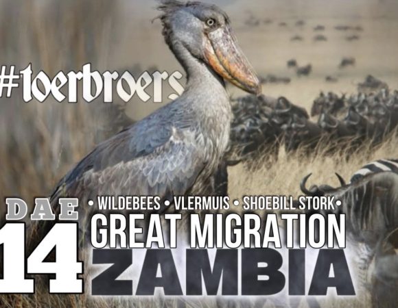 🦒Toerbroers Zambië Wildebees en Vlermuis Migrasie met Shoebill Stork Kolonie🦒