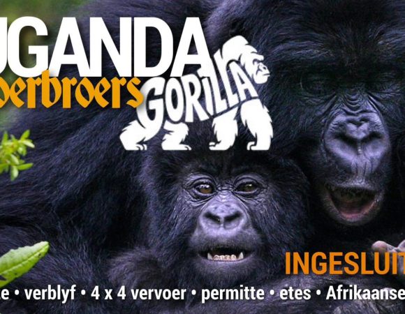 Uganda Gorillas
