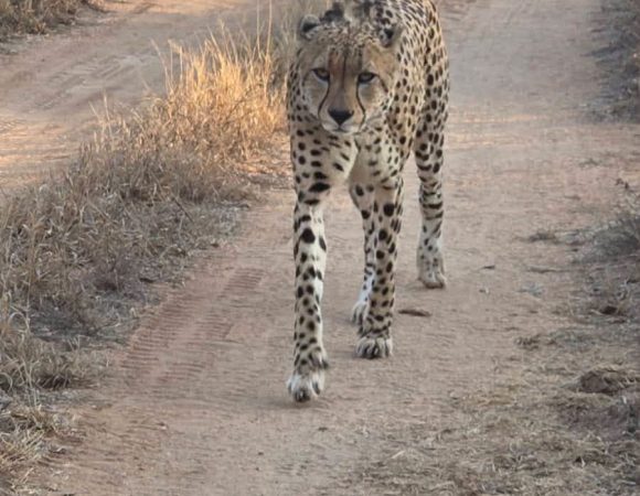 Cheetah Naweek 2027