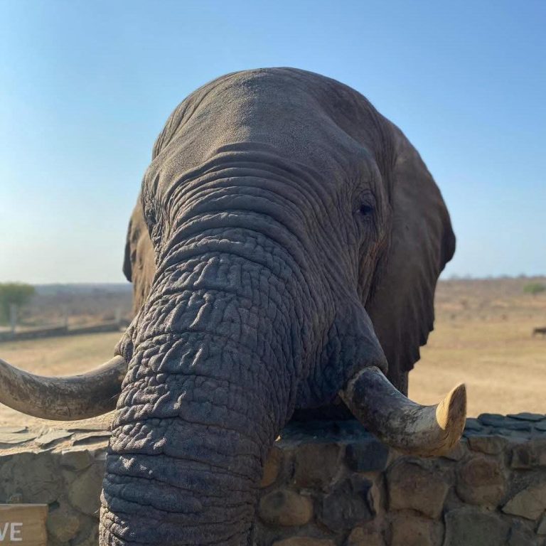 Olifant met sy slurp op 'n klipmuur by die rehabilitasiesentrum