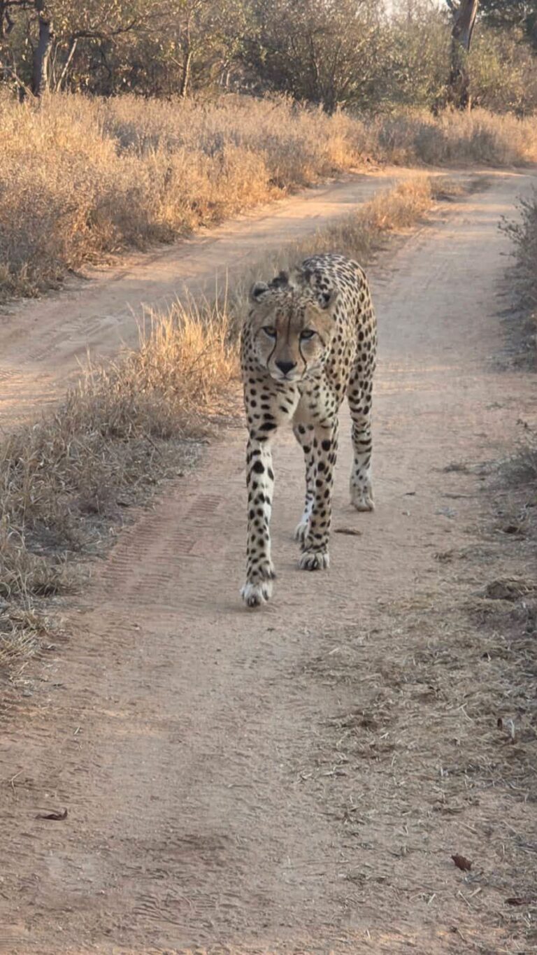 Cheetah Naweek 2027 – Groter Kruger, Hoedspruit (foto 2)