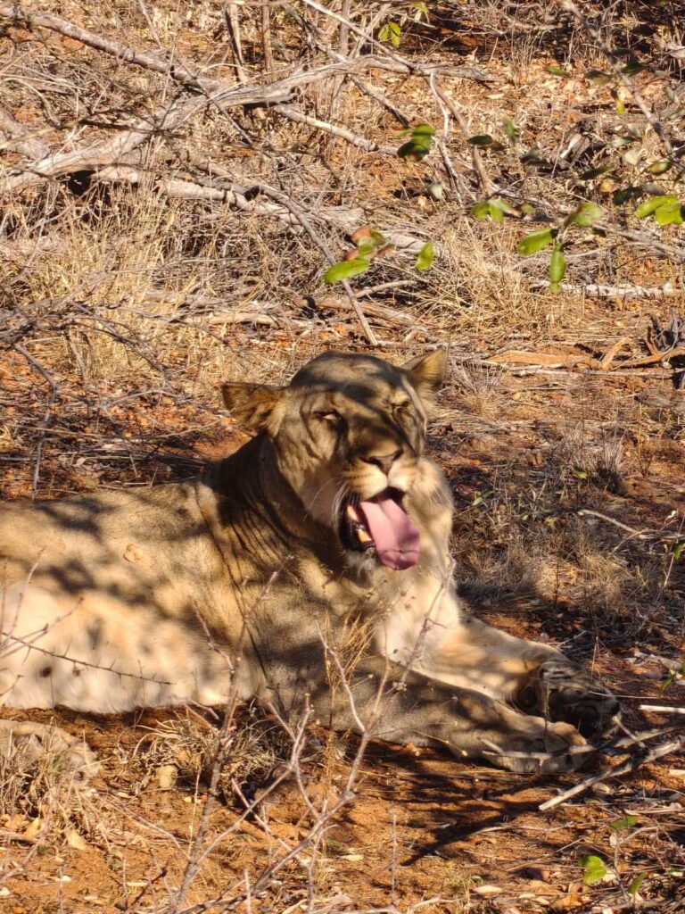 Cheetah Naweek 2027 – Groter Kruger, Hoedspruit (foto 3)