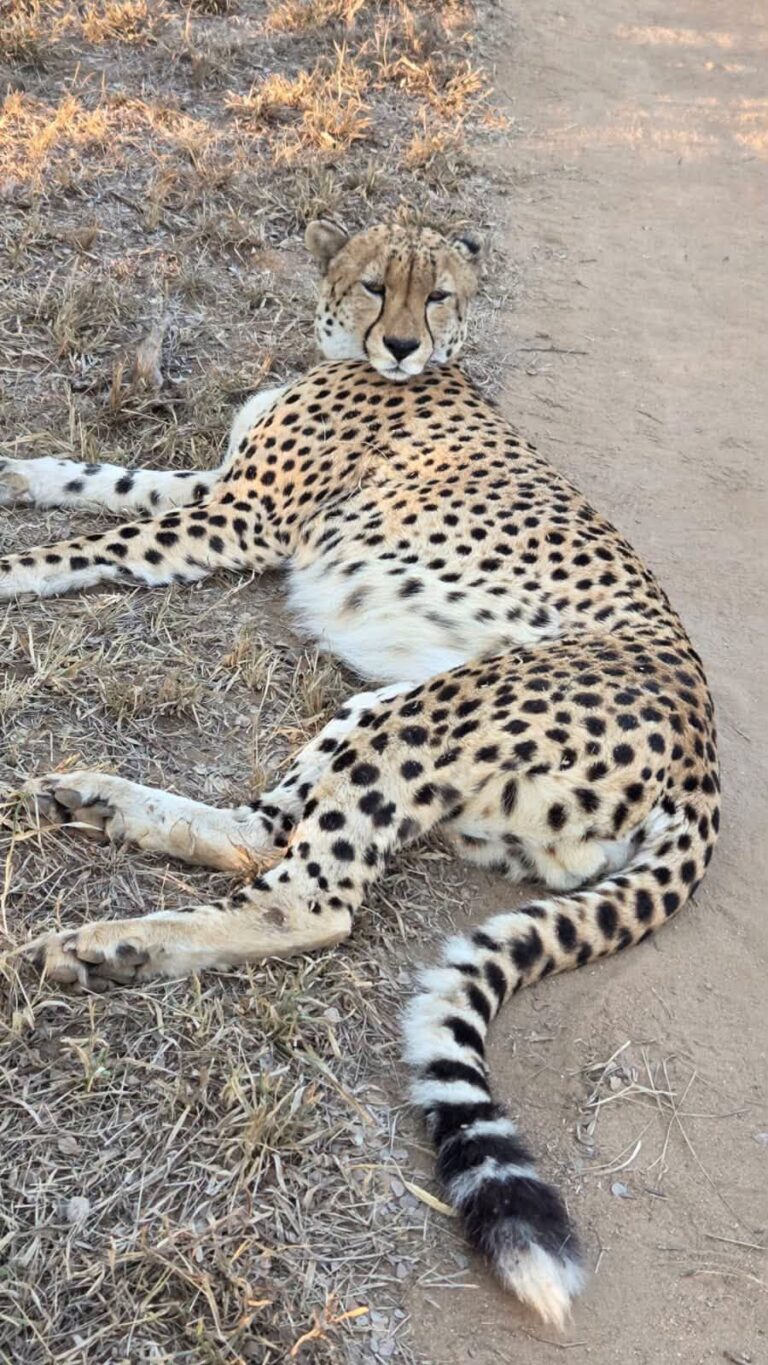 Cheetah Naweek 2027 – Groter Kruger, Hoedspruit (foto 6)
