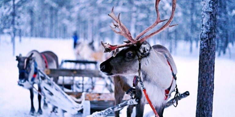 Finse Lapland Noorderlig 2027 – Helsinki en Rovaniemi (foto 3)