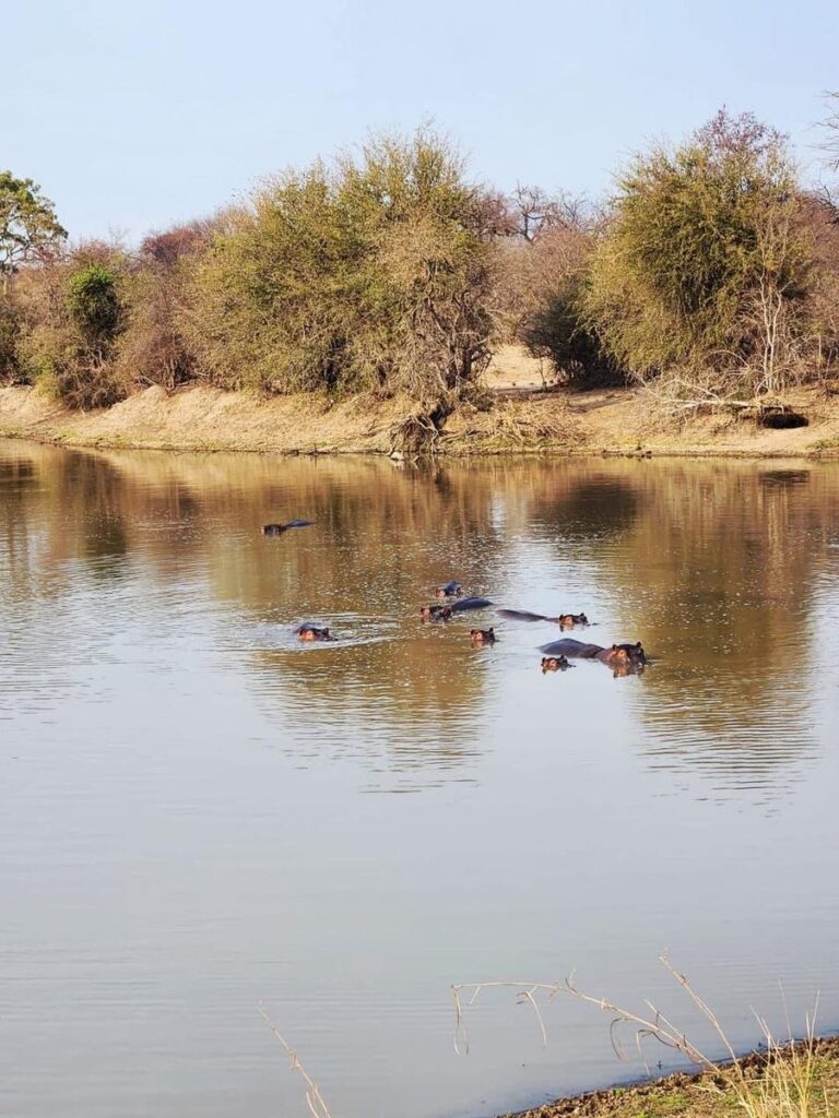 Seekoeie in ’n dam in die Groter Kruger