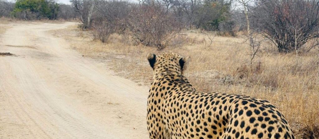 Cheetah Naweek 2026, Groter Kruger, Hoedspruit