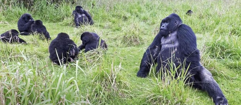 Rwanda Gorillas, Kigali en Volcanoes Nasionale Park