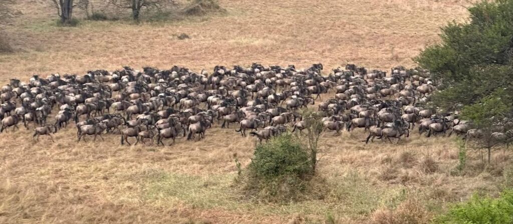 Serengeti Groot Migrasie 2027, Serengeti, Ngorongoro en Tarangire