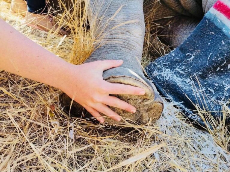 Renoster Onthoring 2027 – Groter Kruger, Hoedspruit (foto 7)