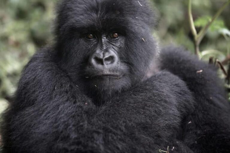 Rwanda Gorillas – Kigali en Volcanoes Nasionale Park (foto 6)