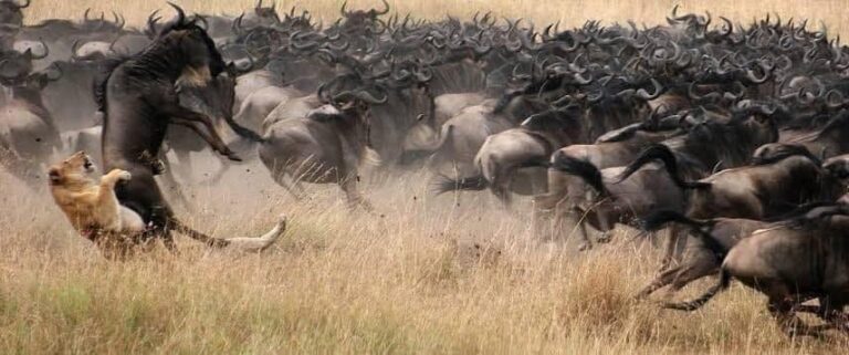 Serengeti Groot Migrasie 2026 – Serengeti, Ngorongoro en Tarangire (foto 2)