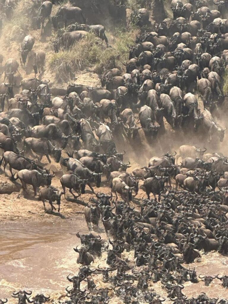Serengeti Groot Migrasie 2026 – Serengeti, Ngorongoro en Tarangire (foto 8)