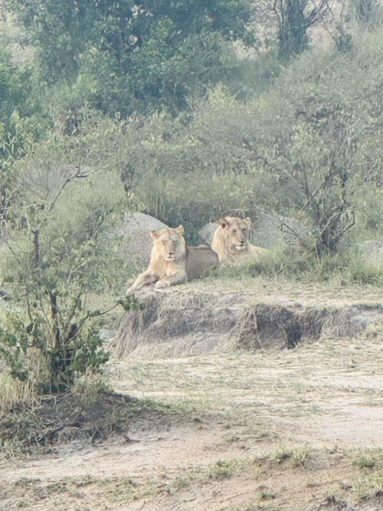 Serengeti Groot Migrasie 2027 – Serengeti, Ngorongoro en Tarangire (foto 5)